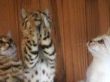 Hypnotic'Bengal - De Trois V