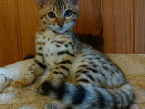 Hypnotic'Bengal - De Trois V