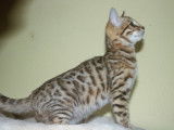Hypnotic'Bengal - De Trois V
