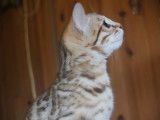 Hypnotic'Bengal - De Trois V