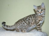 Hypnotic'Bengal - De Trois V