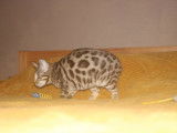 Hypnotic'Bengal - De Trois V
