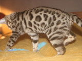 Hypnotic'Bengal - De Trois V