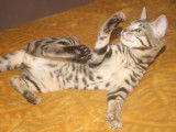 Hypnotic'Bengal - De Trois V