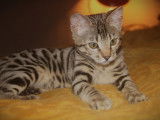 Hypnotic'Bengal - De Trois V