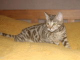 Hypnotic'Bengal - De Trois V