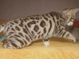 Hypnotic'Bengal - De Trois V