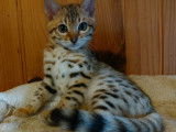 Hypnotic'Bengal - De Trois V