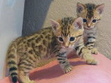 Hypnotic'Bengal - De Trois V