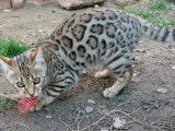Hypnotic'Bengal - De Trois V