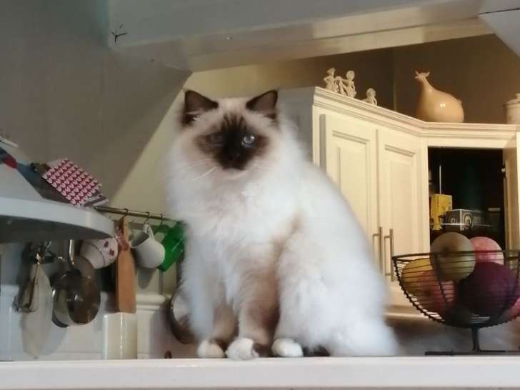 Chatterie Du Bal Masque Elevage De Sacre De Birmanie A Nantes