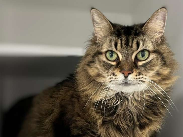 SPCA Lanaudière Basses Laurentides