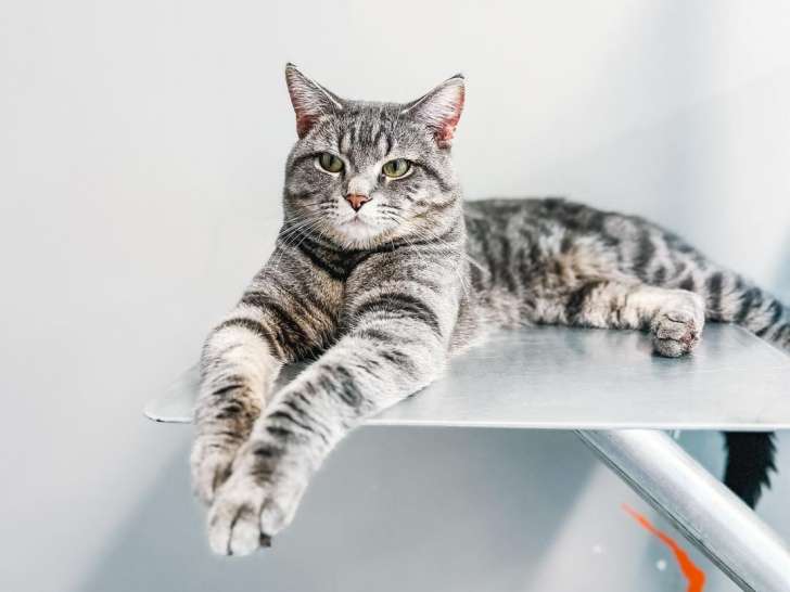 Services animaliers de Salaberry-de-Valleyfield