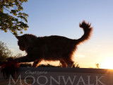 Chatterie Moonwalk
