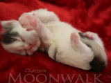 Chatterie Moonwalk