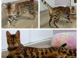 Holly Brotherwood's du Fabuleux Bengal