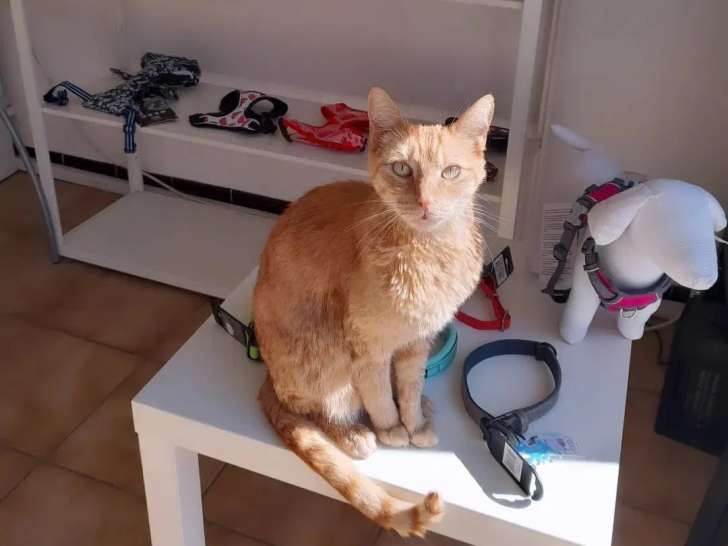 Pour toi mon chien