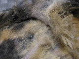 Au Chien Coquet