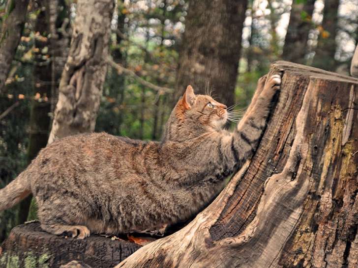 La Forêt du Kranou