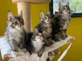 Chatterie Maine Coon Cool
