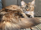 Chatterie Maine Coon Cool