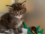 Chatterie Maine Coon Cool