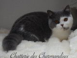 Chatterie des Charmandises