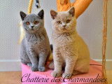 Chatterie des Charmandises