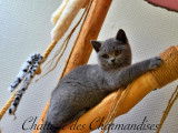 Chatterie des Charmandises