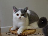 Chatterie des Charmandises