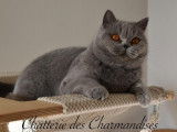Chatterie des Charmandises