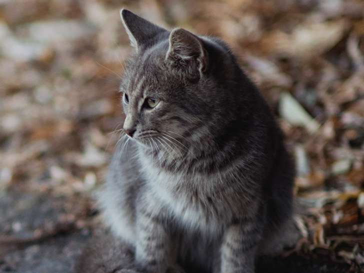 Les Z'anim'os du Sud