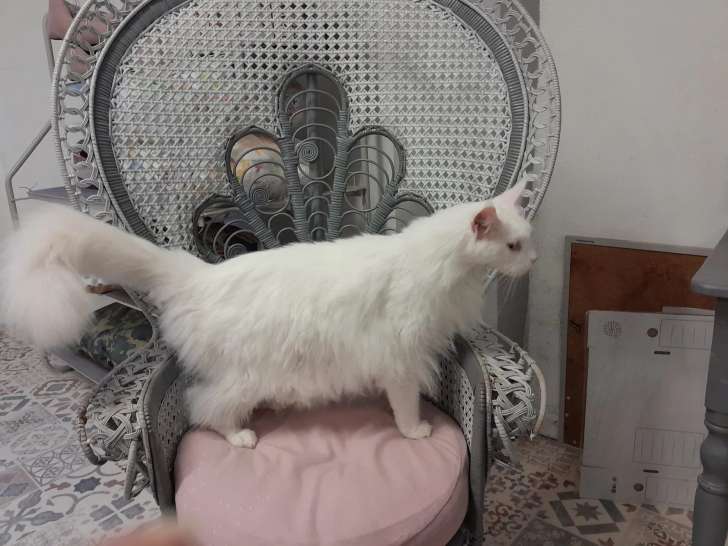 Aux Ciseaux Magiques