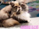 Ambre & Cie