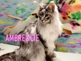 Ambre & Cie