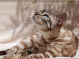 Chatterie Bankura Bengal's