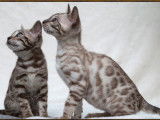 Chatterie Bankura Bengal's