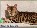 Chatterie Bankura Bengal's