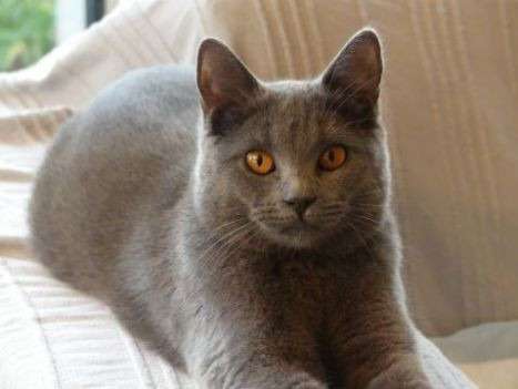 Chatterie des Rives du Blosne