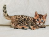 Chaton Bengal