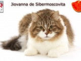 Chatterie de Sibermoscovita