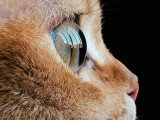 Catessence