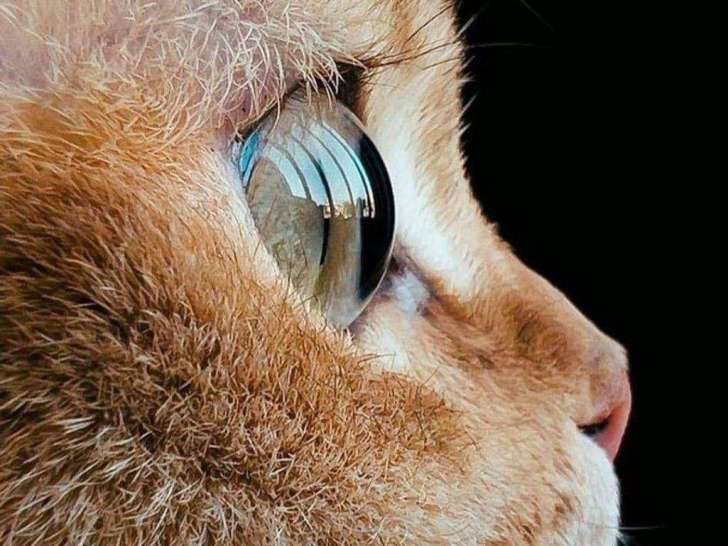 Catessence