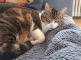 Catessence