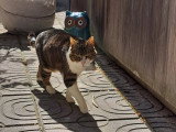 Catessence