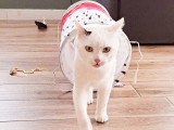 Catessence