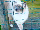 Chatmicalement vôtre