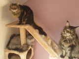 Le bonheur des 4 pattes