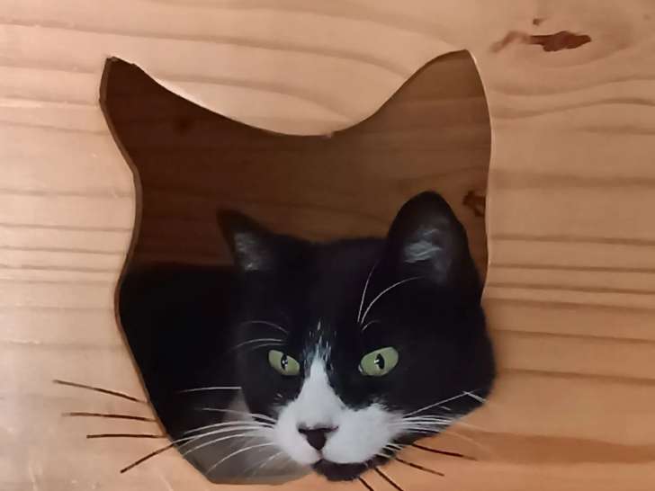 Le Chat l'Heureux