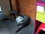 Cat'Pat
